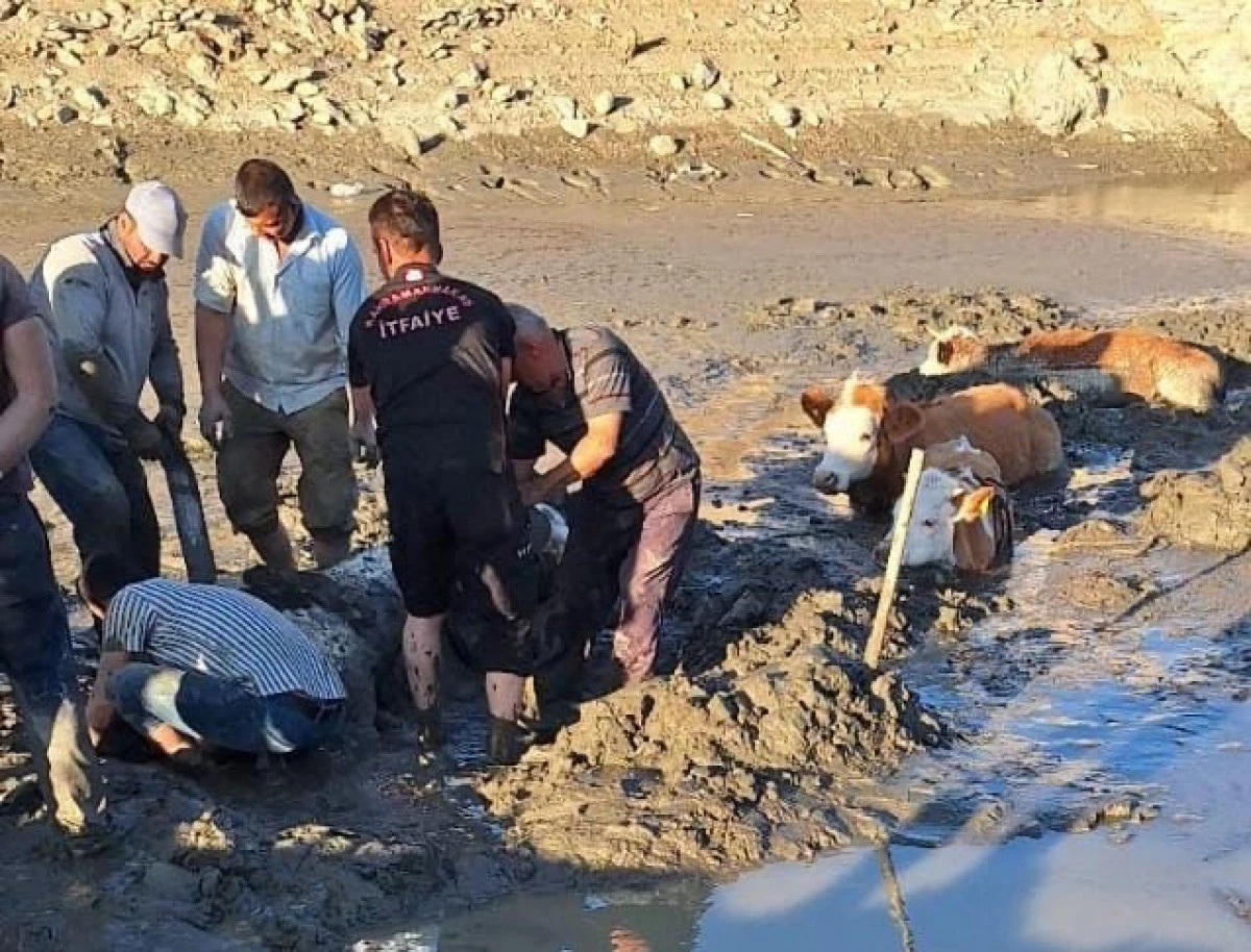 Göksun İtfaiye: 6 İnek Bataklıktan Kurtarıldı
