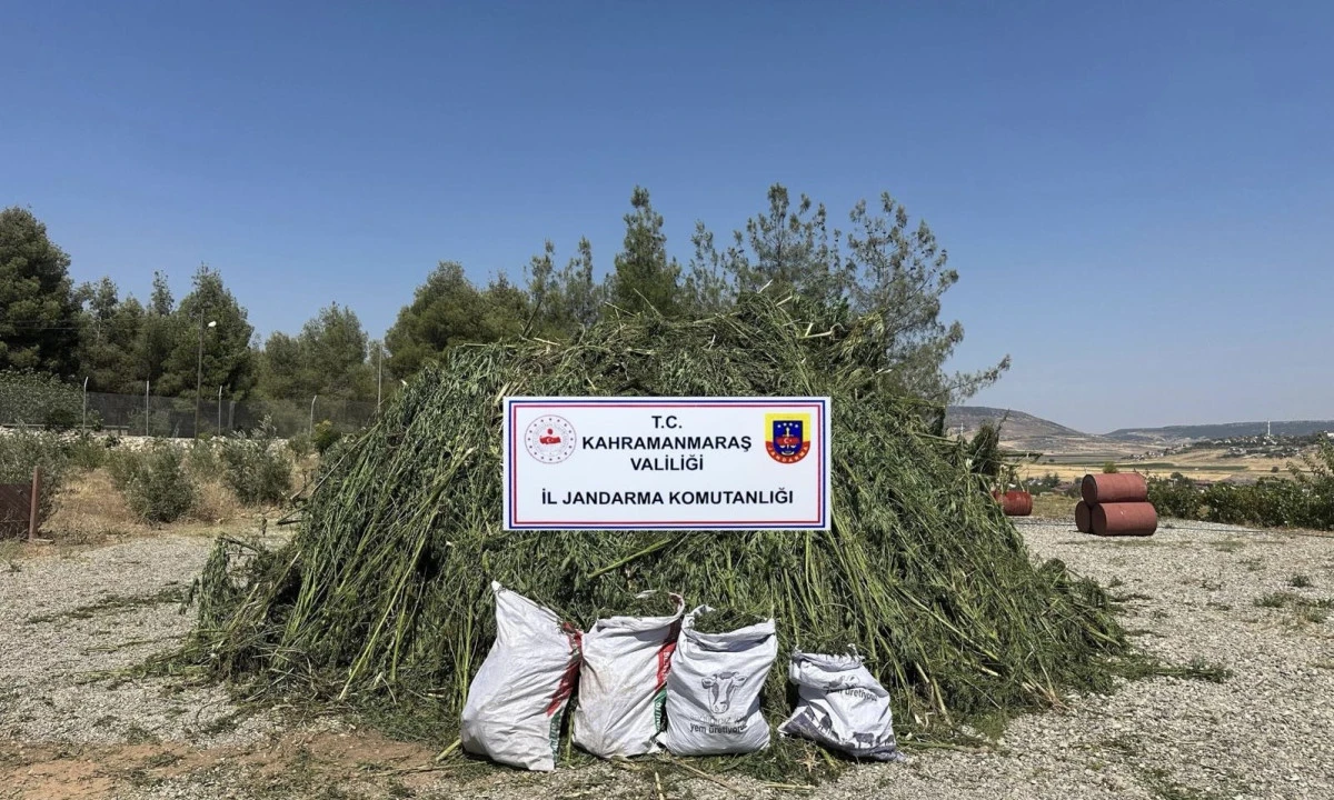 Jandarmanın başarısı: mısır tarlasında kenevir operasyonu: 4 kişi tutuklandı