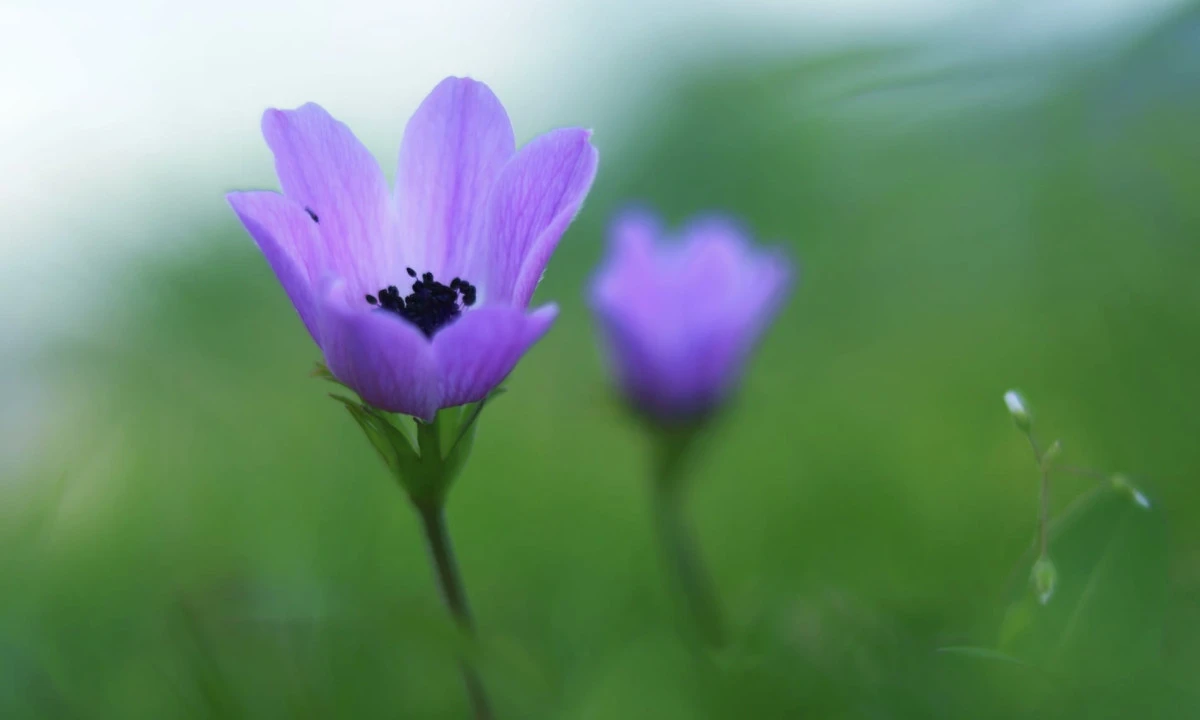 Kahramanmaraş&rsquo;ta Anemon Zamanı: Doğa Uyanıyor, KAMFOD Sahada