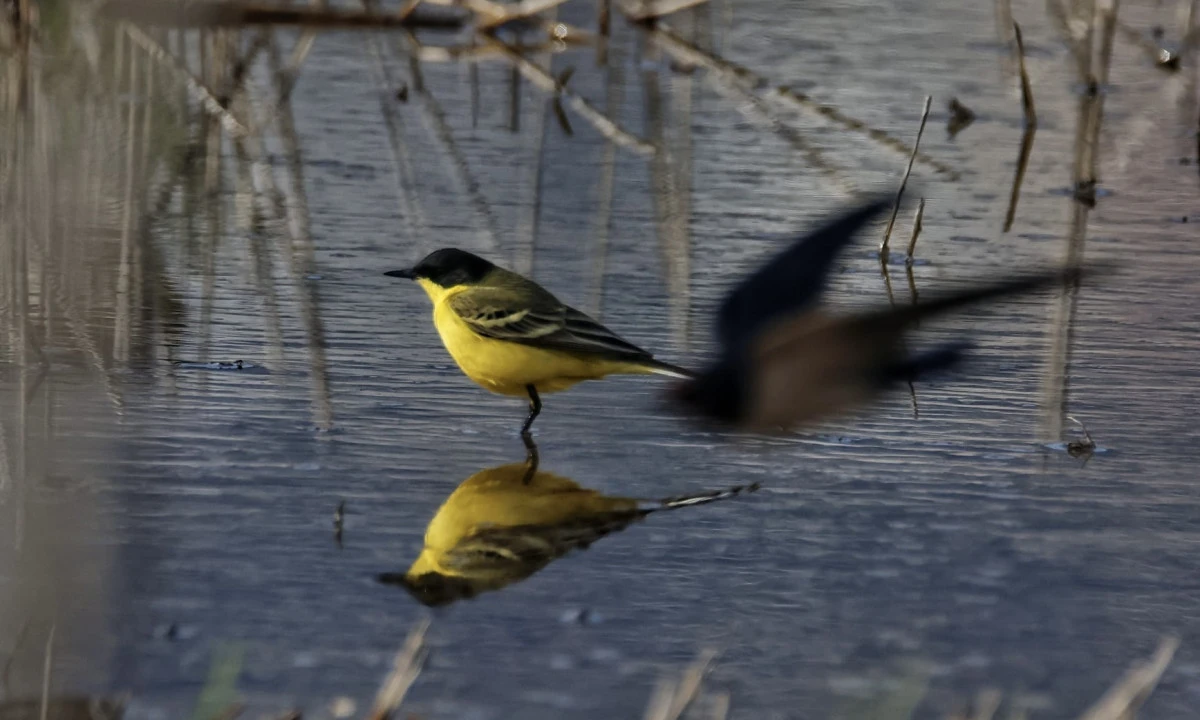 Kahramanmaraş&rsquo;ta G&ouml;&ccedil;men Kuş Hareketliliği: KAMFOD&rsquo;dan Doğaya Katkı