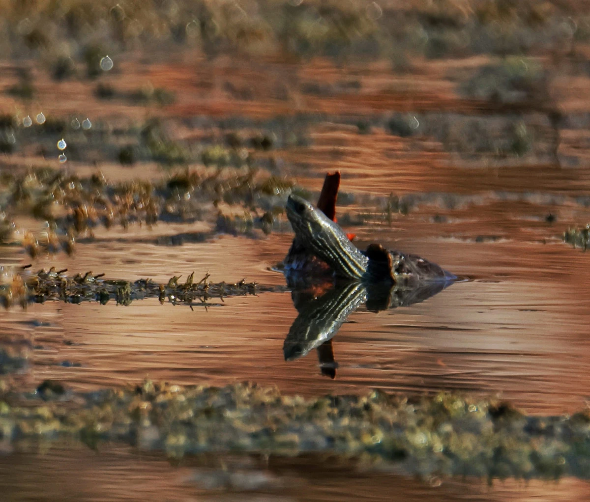 Kahramanmaraş’ta Nadir Görülen Çizgili Kaplumbağa: KAMFOD Ekibinden Özel Kare