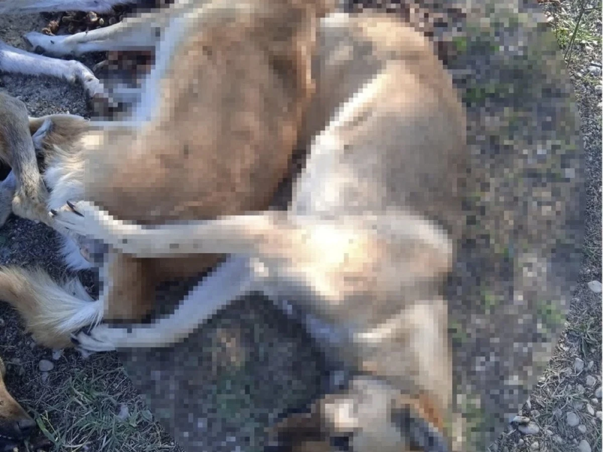 Kahramanmaraş’ta Zehirli Kıymayla 3 Köpeği Öldüren Şahıs Gözaltına Alındı