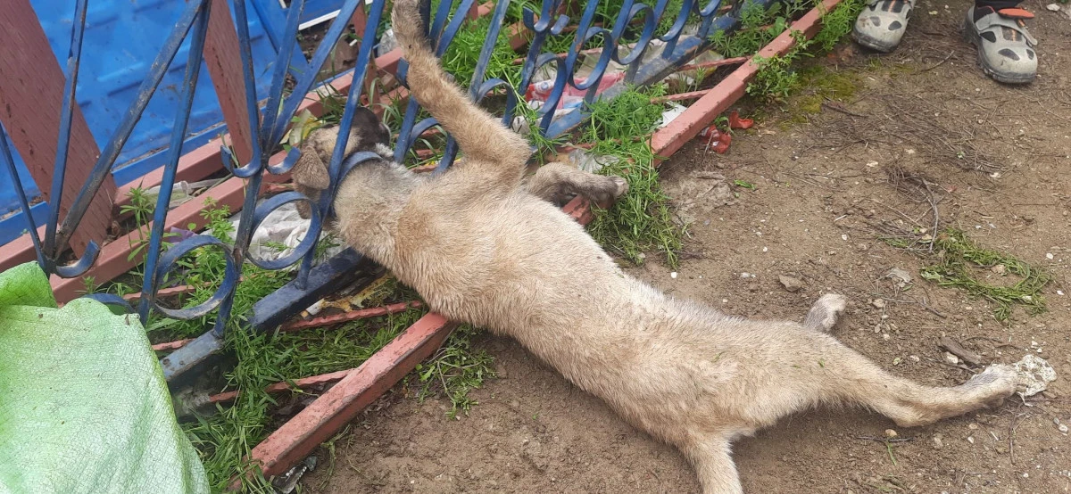 Korkuluklara Sıkışan Köpeği İtfaiye Kurtardı