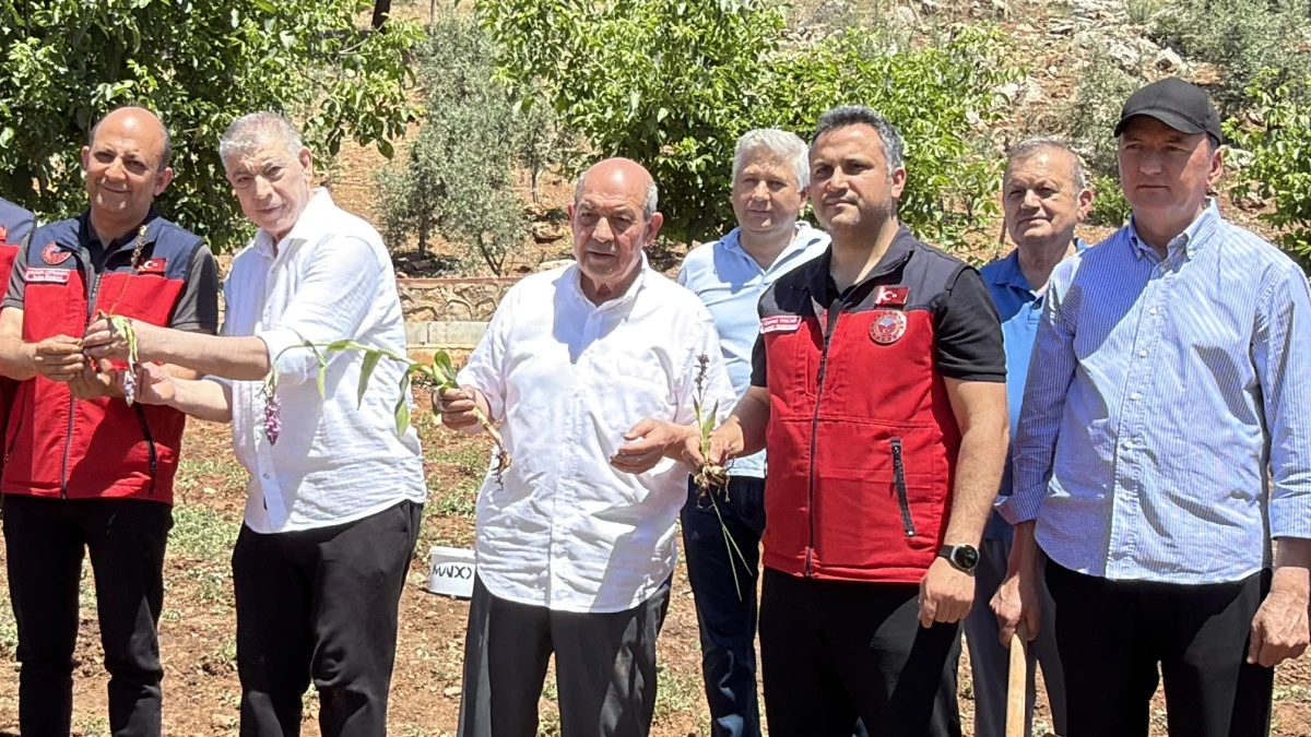 MADO &Ccedil;iftliği&rsquo;nde Salep Hasadı Başladı: Maraş Dondurmasının Geleceği Kahramanmaraş Topraklarında Yeşeriyor