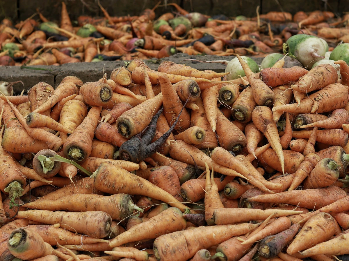 Maraş Havucu İ&ccedil;in Tescil &Ccedil;ağrısı: Dulkadiroğlu&rsquo;nda Ata Tohumundan Gelen Lezzet