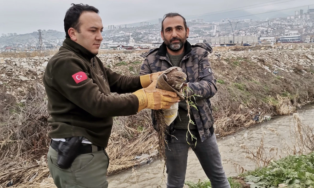 Maraş Ovası&rsquo;nda Yaralı Şahin Kurtarıldı: Kamfod &Uuml;yelerinden &Ouml;rnek Doğa Duyarlılığı