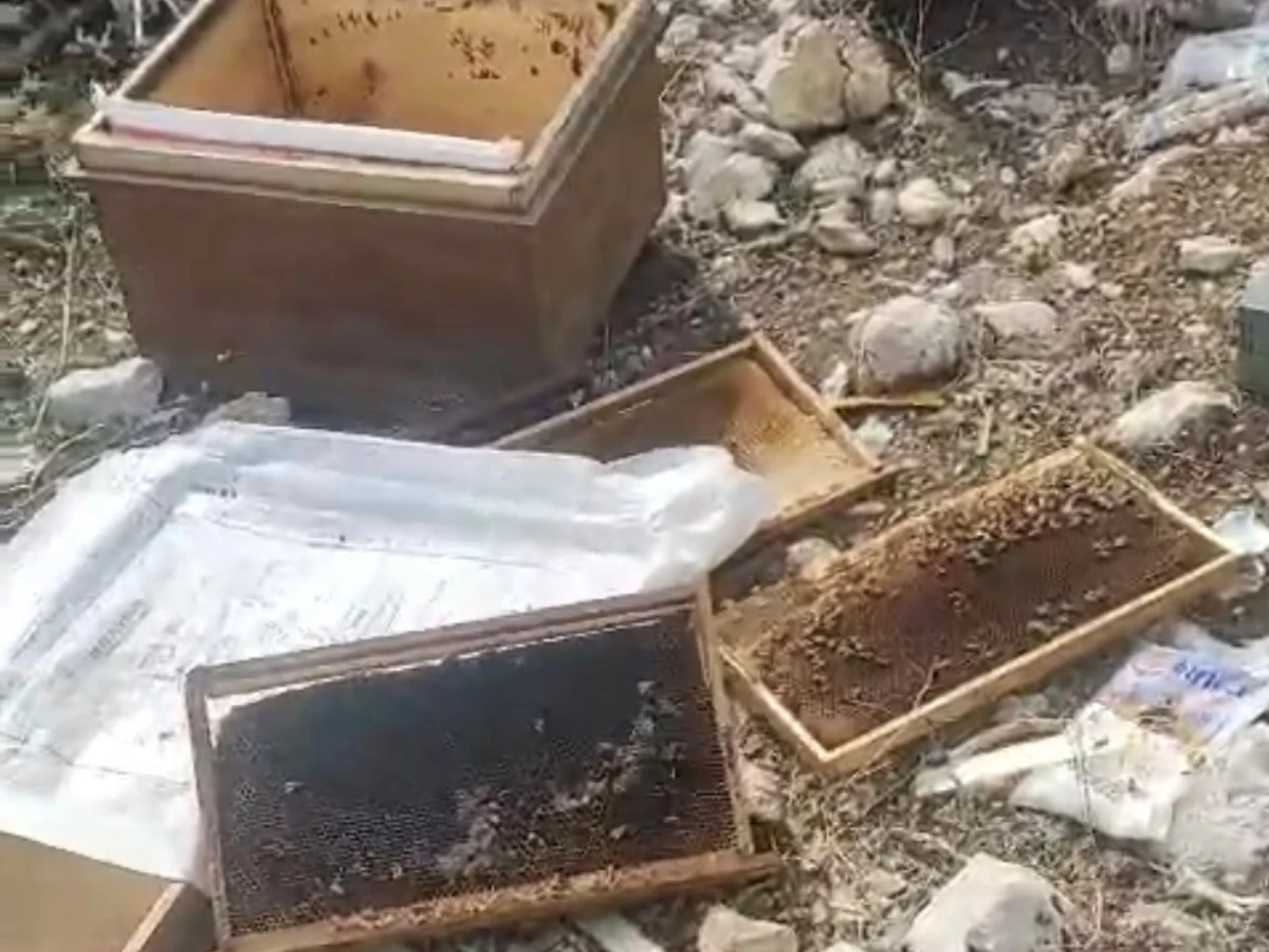 Onikişubat Kumarlı’da Arı Kovanlarına Ayı Saldırısı: Üreticiler Zarar Gördü