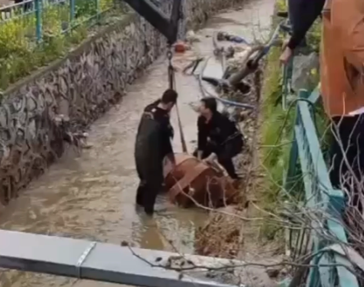 Onikişubat&rsquo;ta Kanala D&uuml;şen İnek İtfaiye Tarafından Kurtarıldı