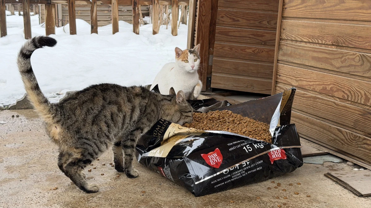 Soğuk Havada B&uuml;y&uuml;kşehir&rsquo;den Can Dostlara Şefkat Eli