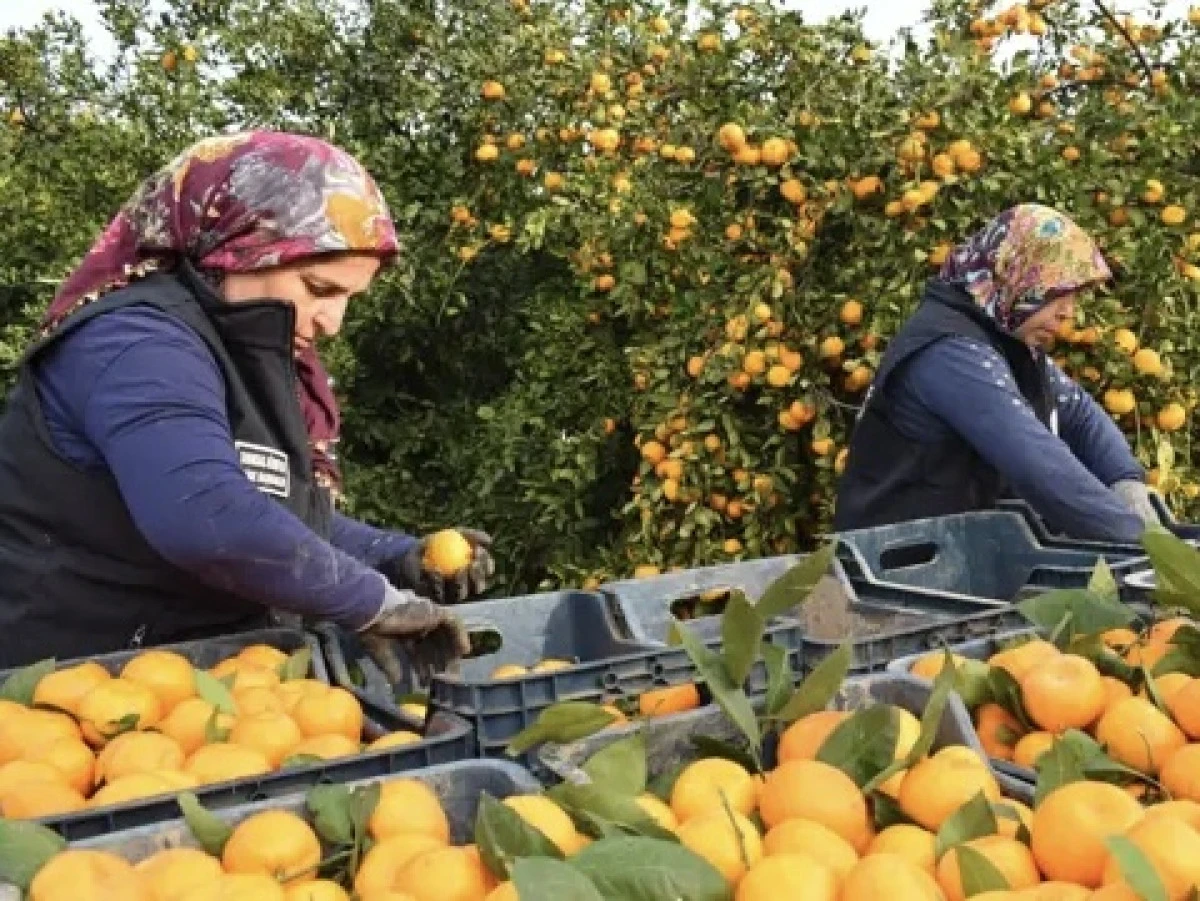 Üreticiye Destek, Vatandaşa Dayanışma: 320 Ton Mandalina Ücretsiz Dağıtıldı